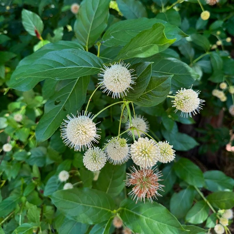 Divide Established Plants