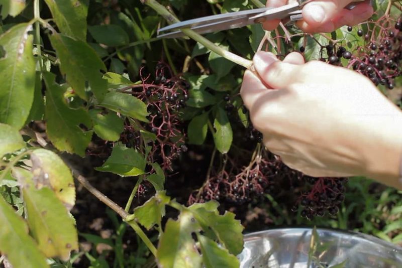 Harvest Berries At Peak Ripeness