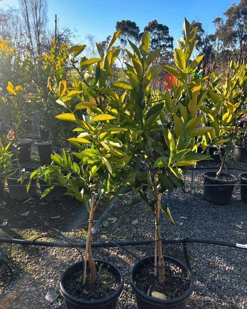 Relocate Potted Trees Strategically
