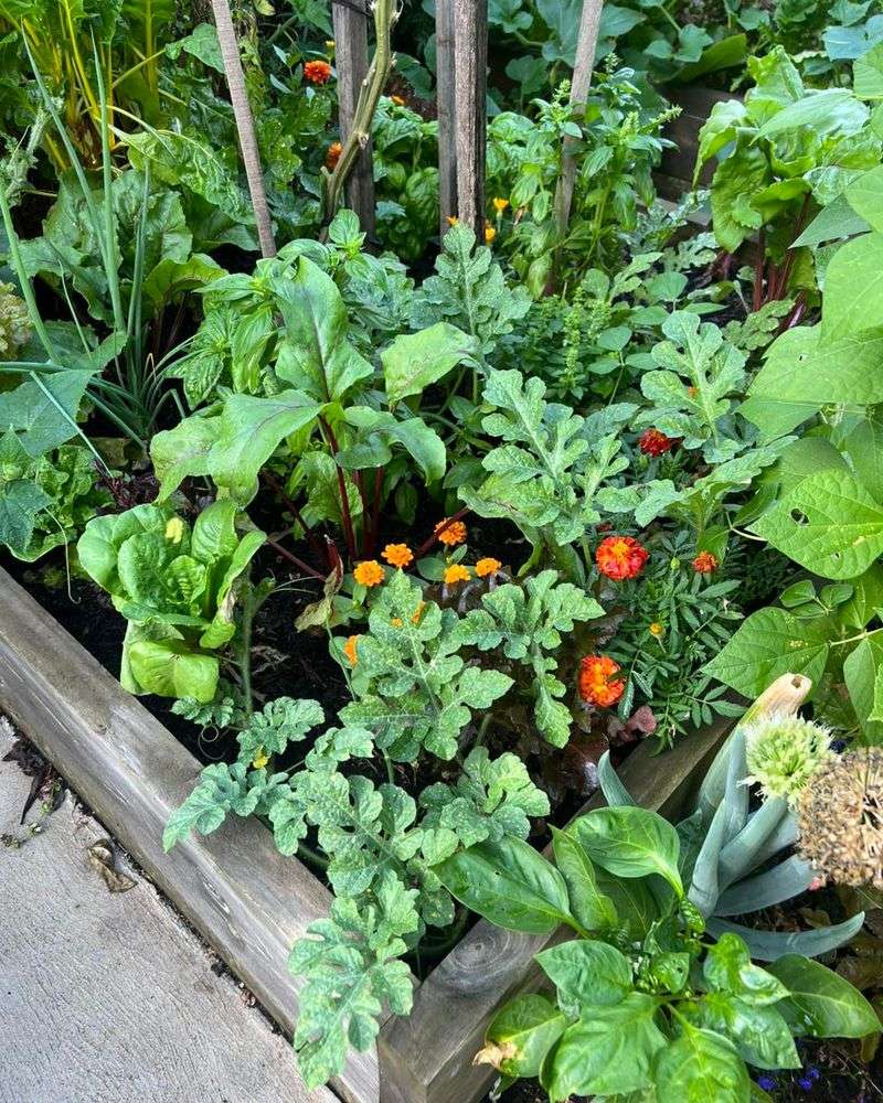 Creates a Microclimate for Cool Crops
