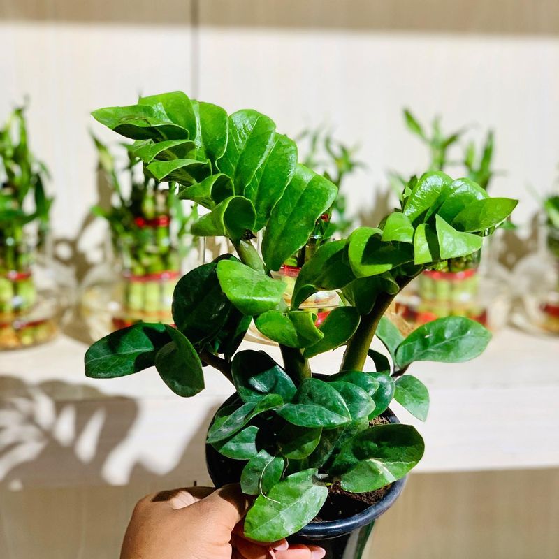 Zamioculcas Zamiifolia