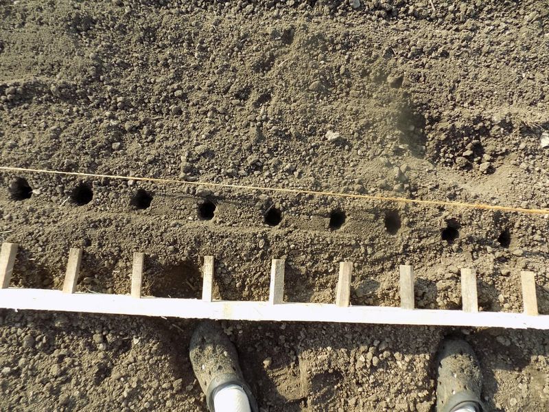 Create Planting Hole Boosts