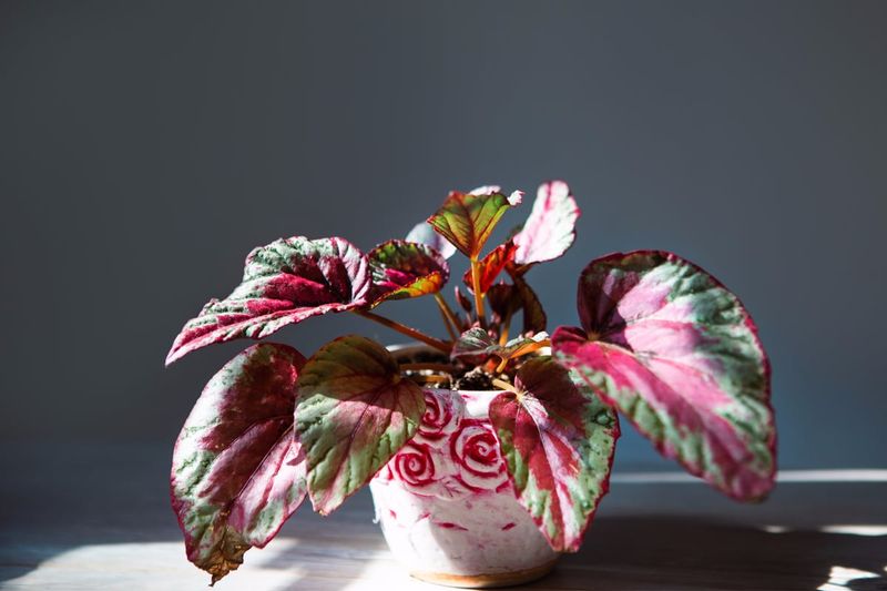 Begonia