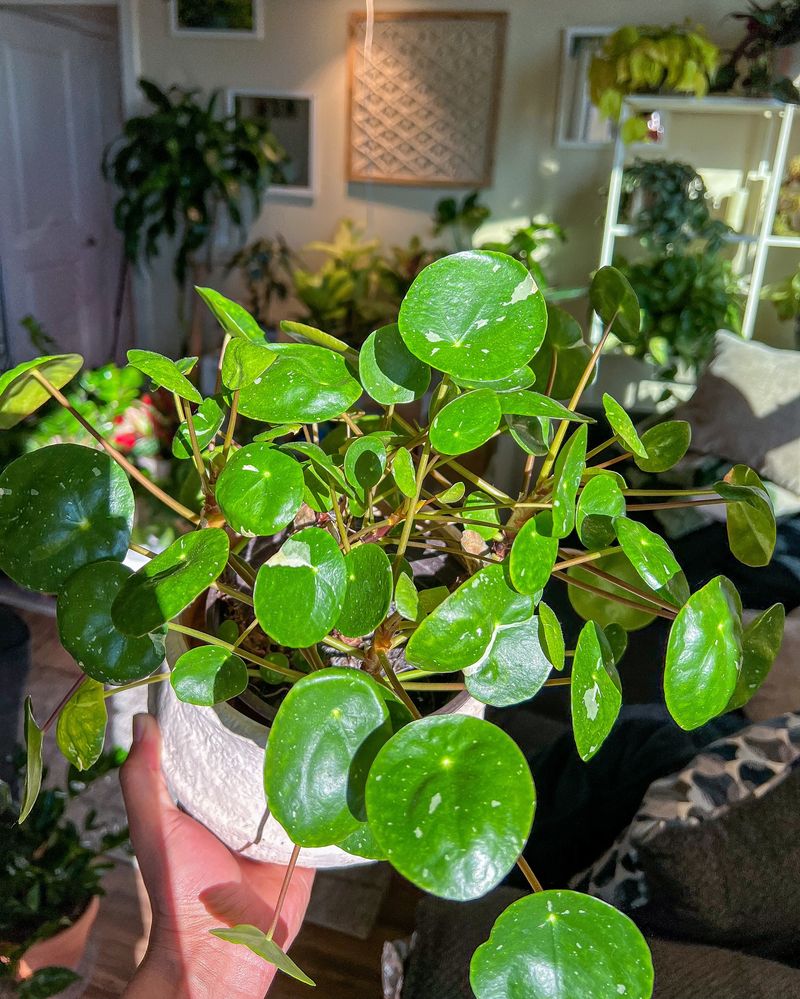 Chinese Money Plant