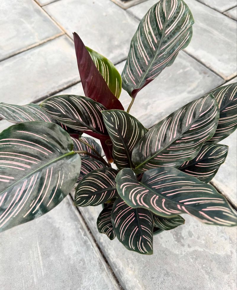 Calathea