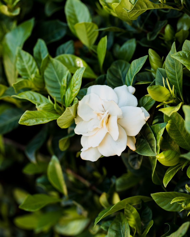 Gardenias
