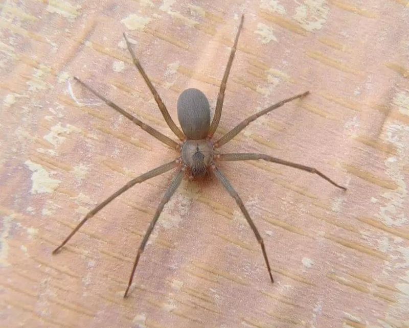 Brown Recluse Spider