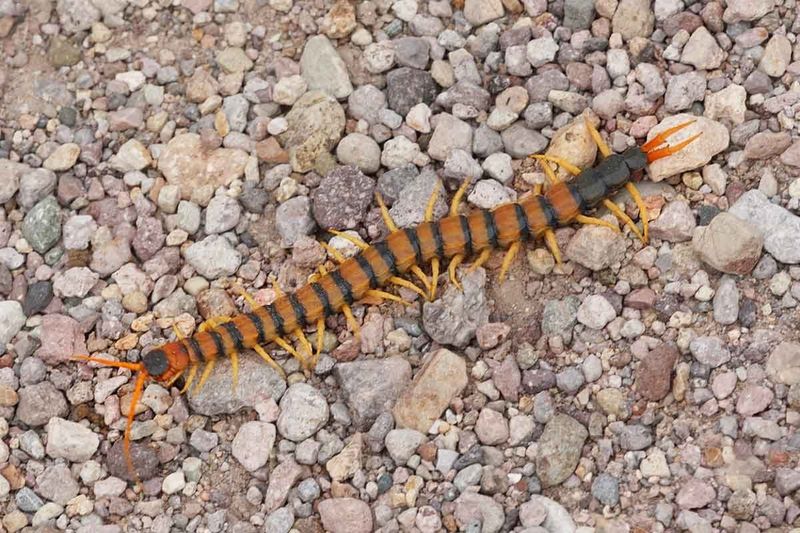 Centipedes
