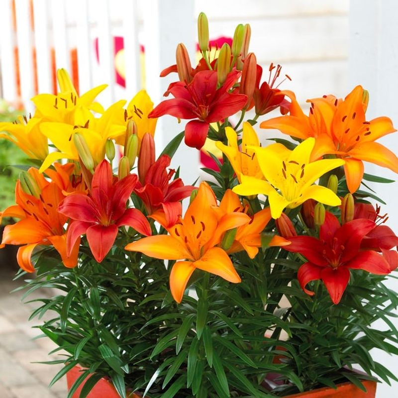Asiatic Lilies