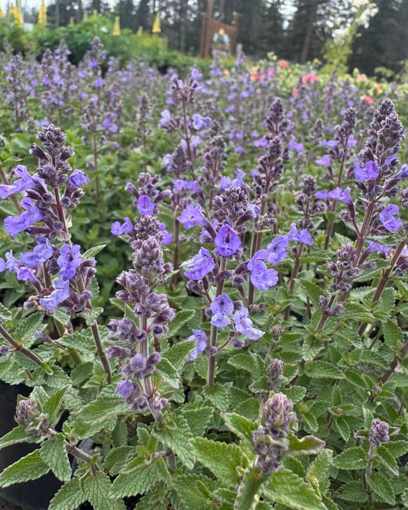 Nepeta