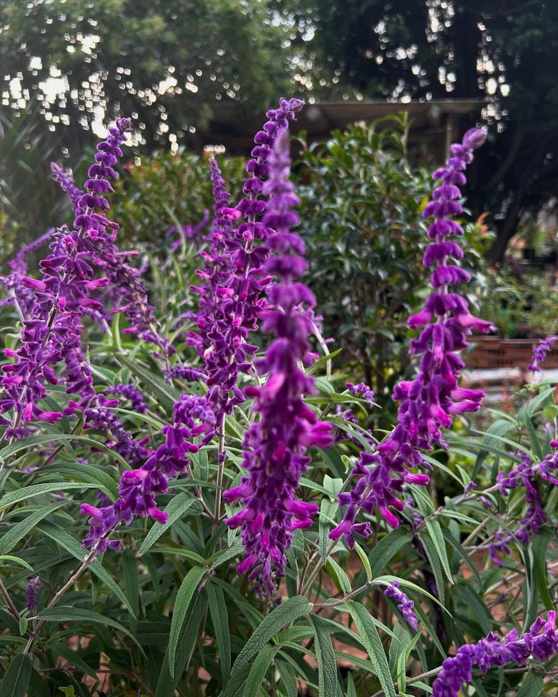Salvia
