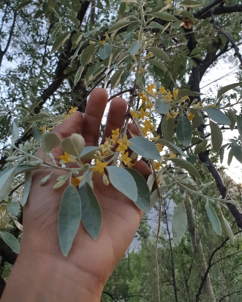 Russian Olive