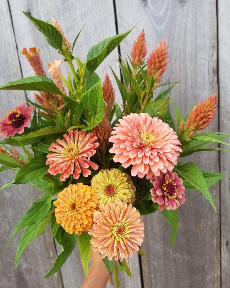 Zinnia and Celosia