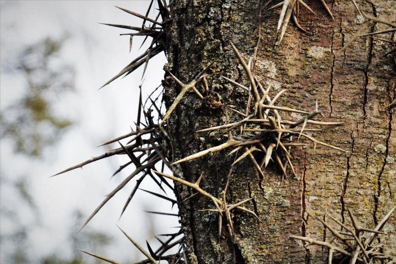 Honey Locust