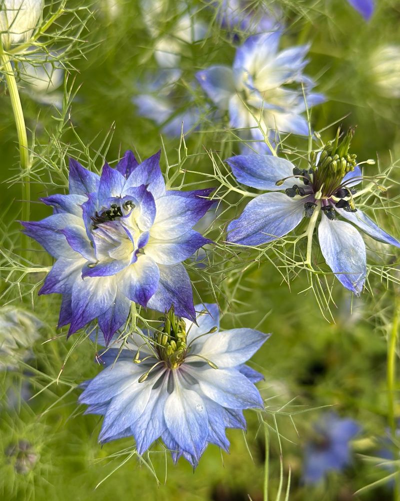 Nigella