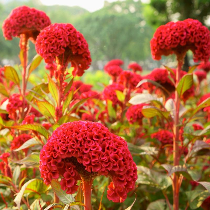 Celosia (Cockscomb)