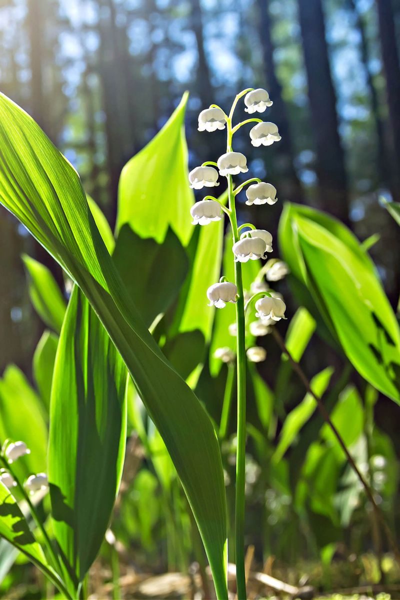 Companion Planting Strategy