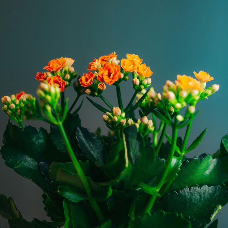 Kalanchoe