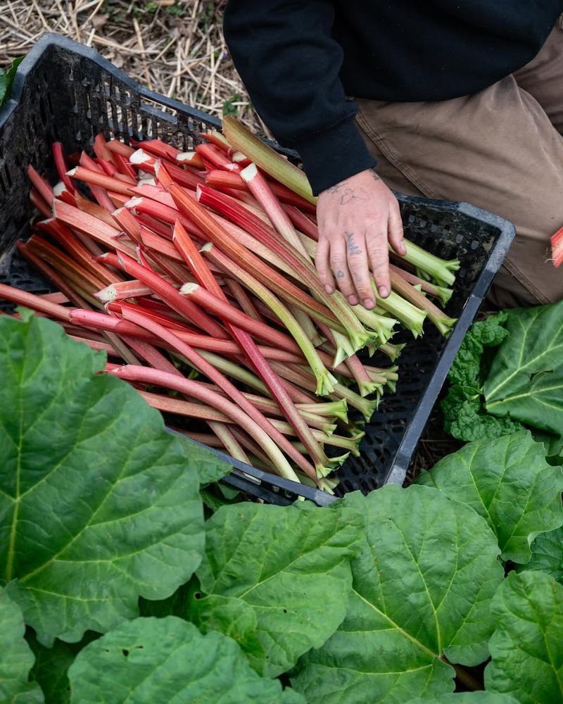 Go Deeper for Perennial Plants