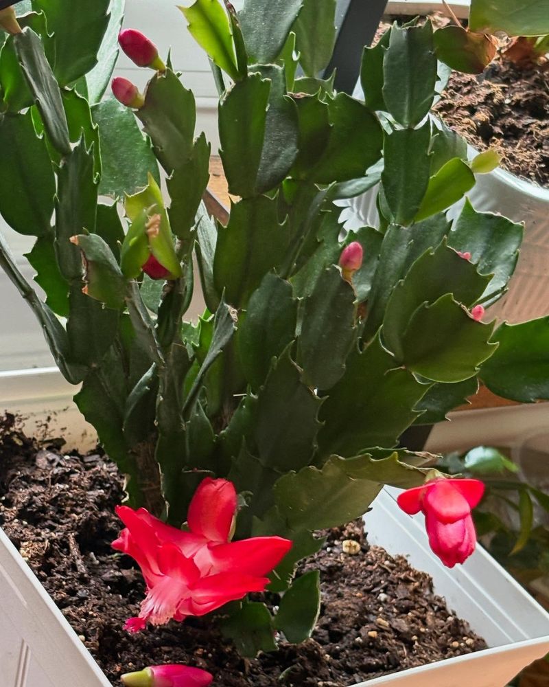 Christmas Cactus