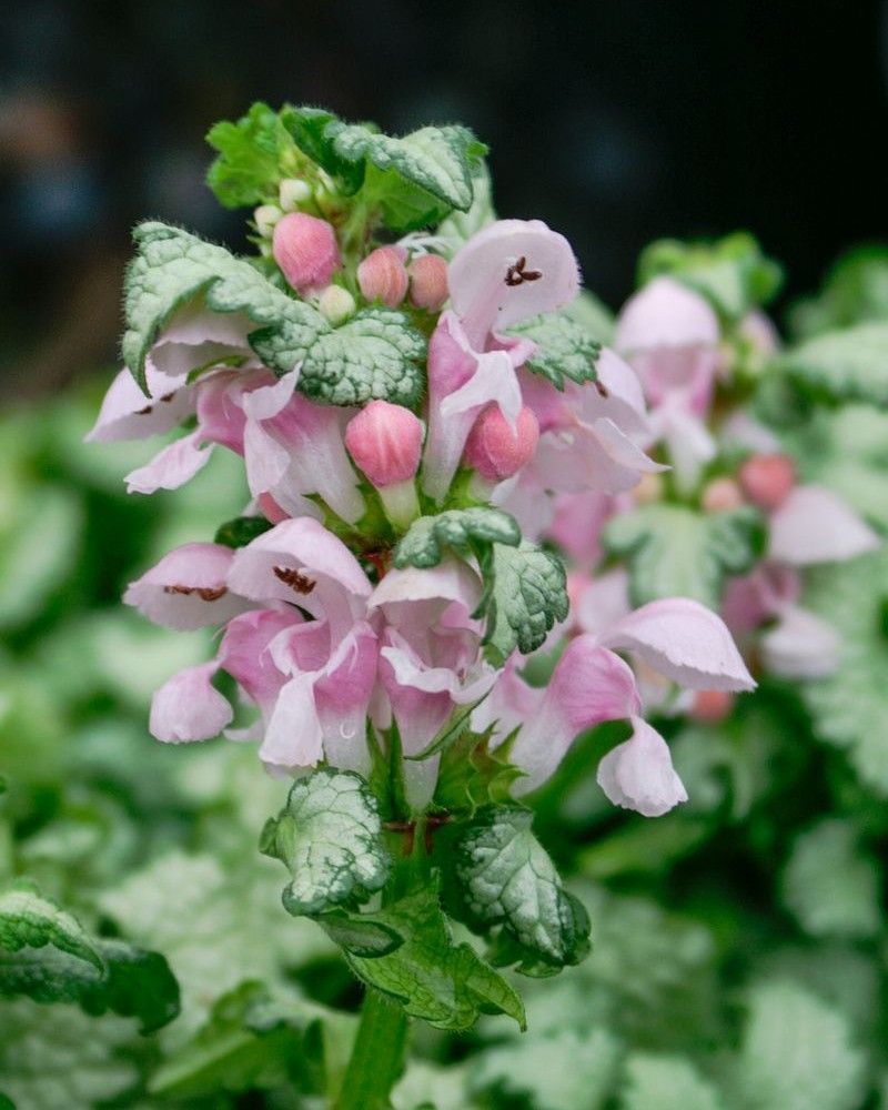 Lamium