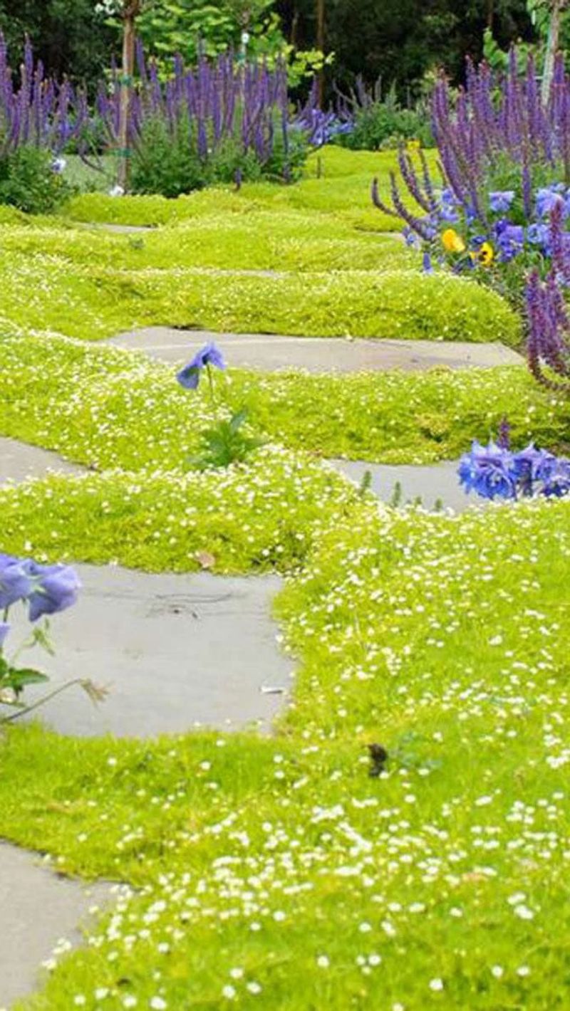 Irish Moss
