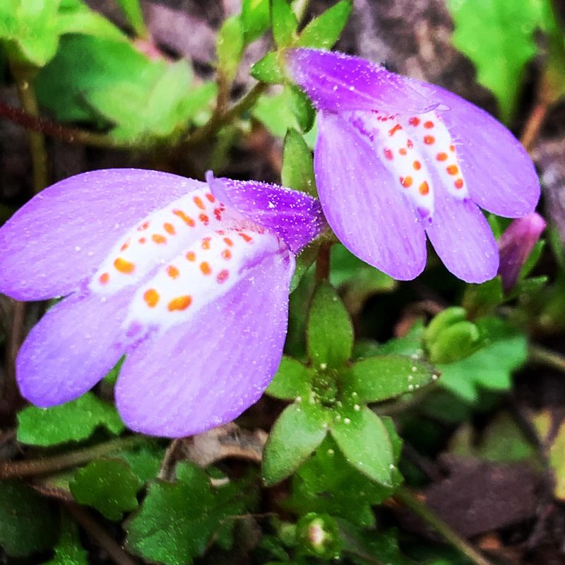 Purple Mazus