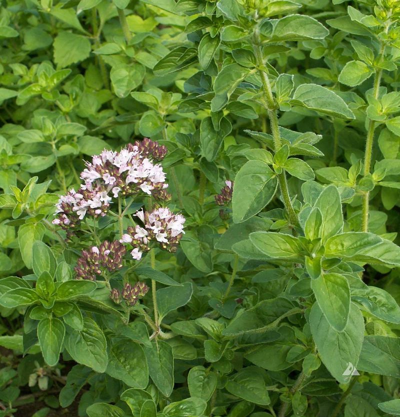 Oregano