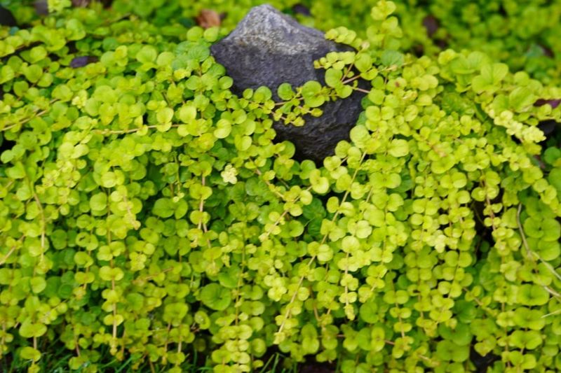 Creeping Jenny