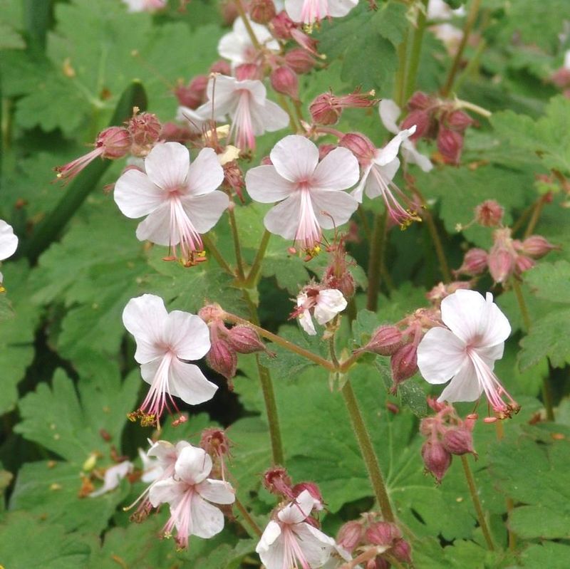 Bigroot Geranium (Geranium macrorrhizum)