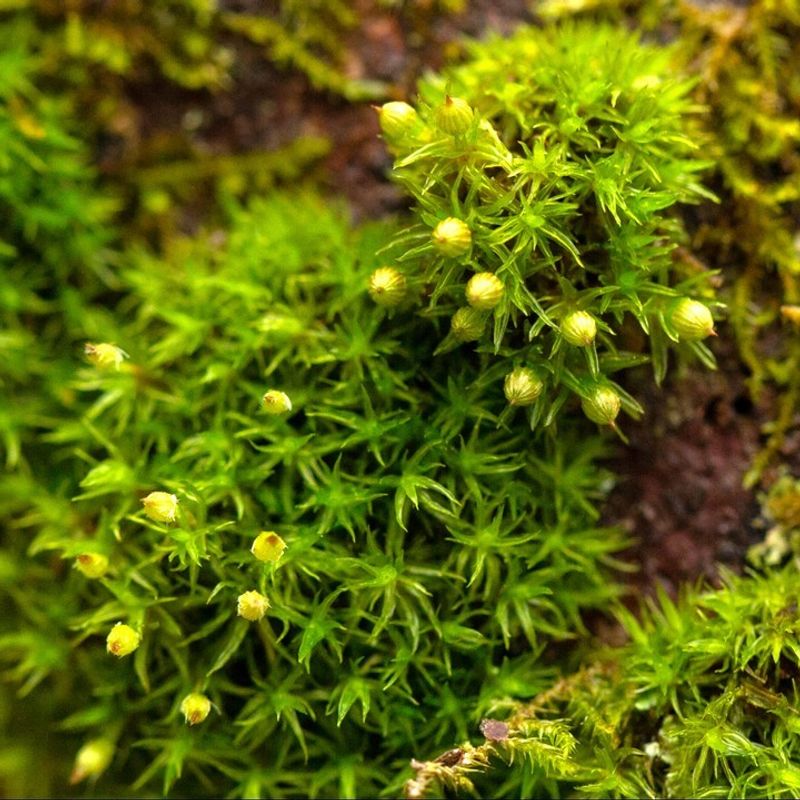 Moss