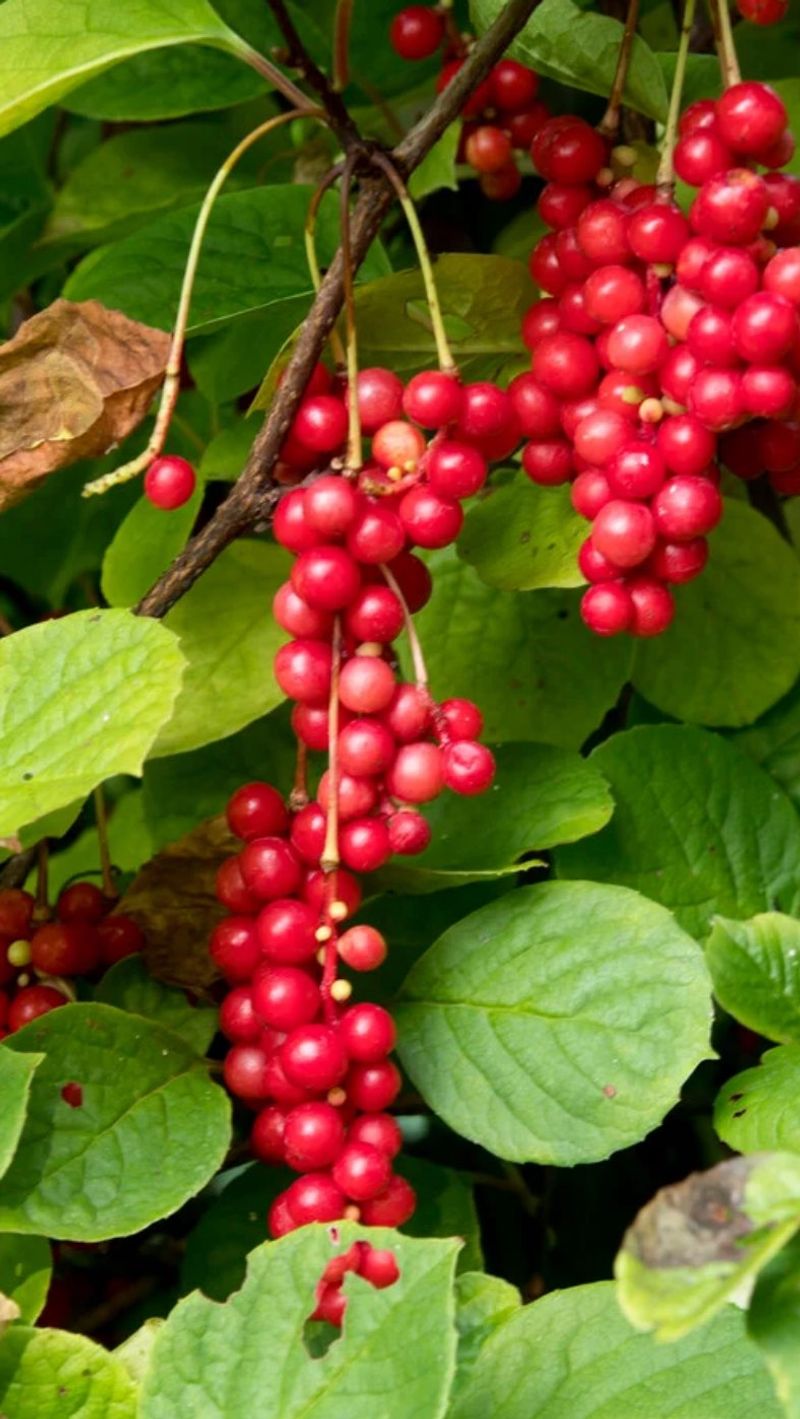 Schisandra