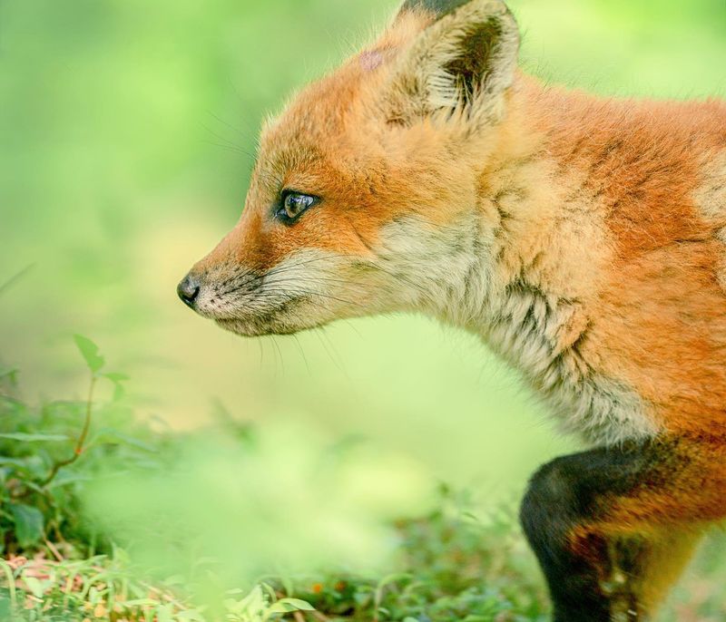 Pennsylvania's Farmlands Harbor Fox Families