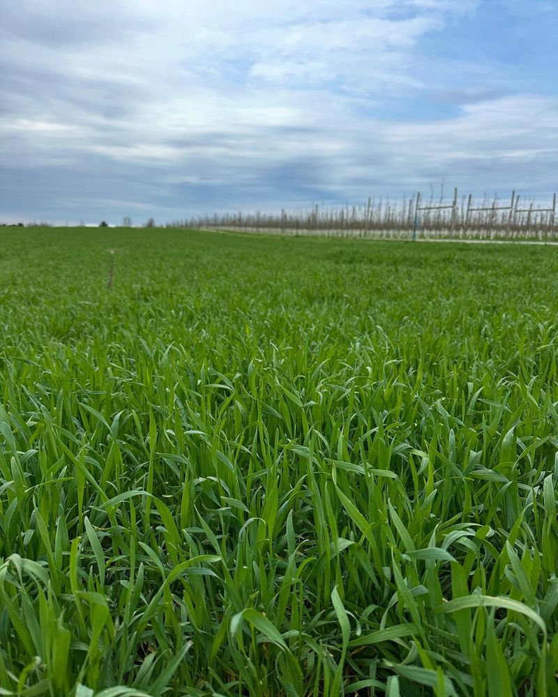 Cereal Rye