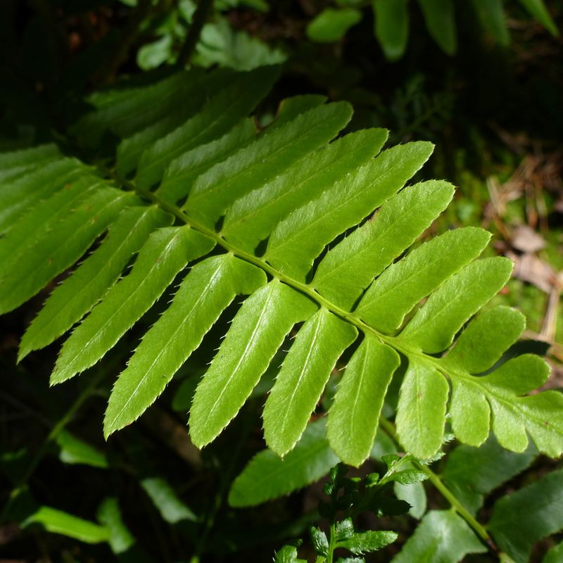 Christmas Fern
