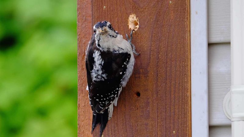 Woodpeckers