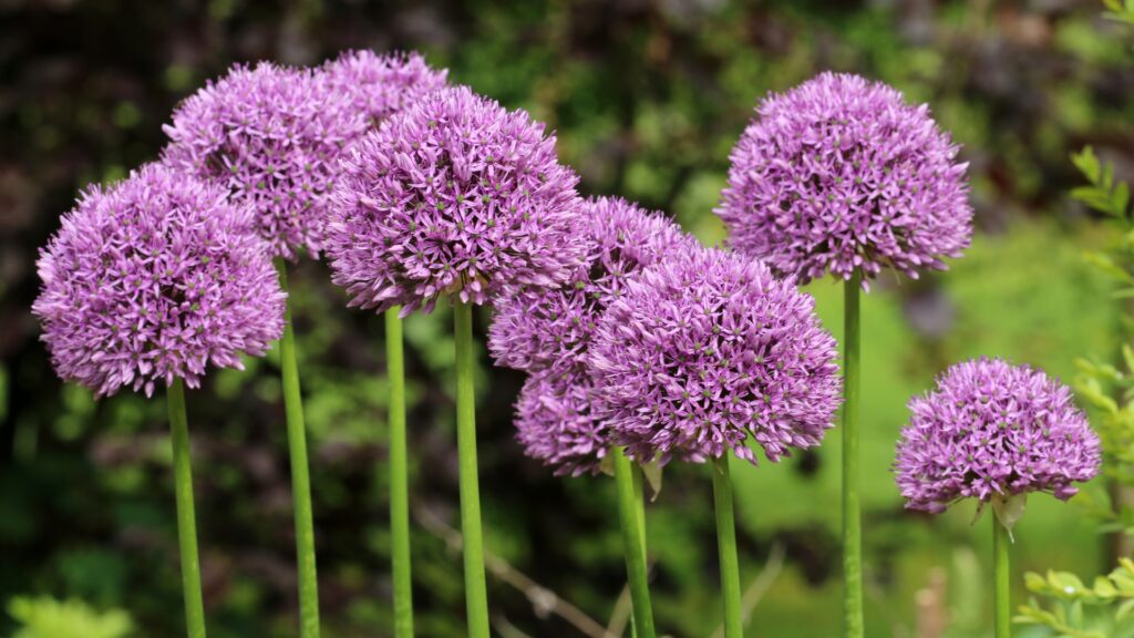 alliums