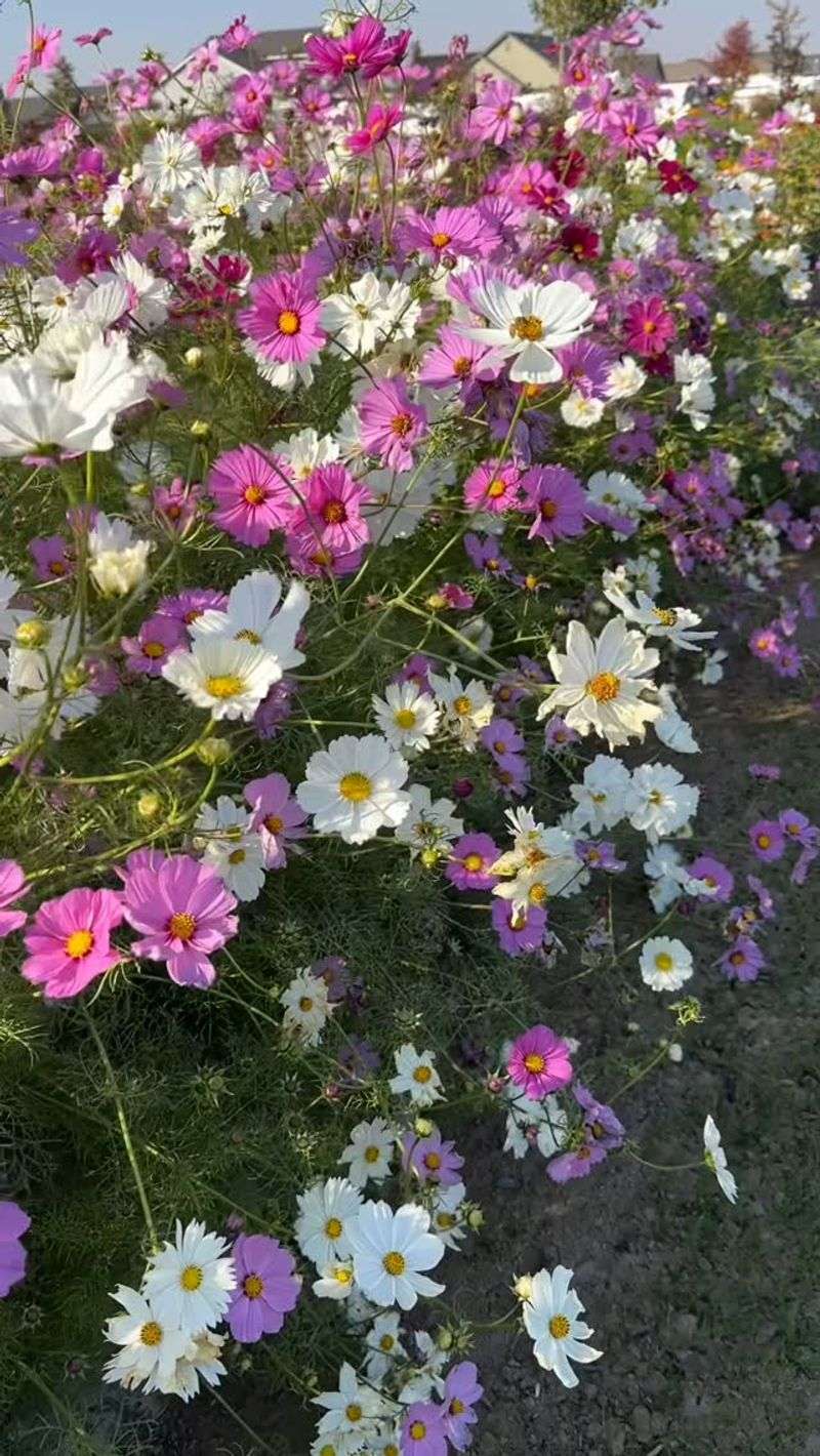 Cosmos