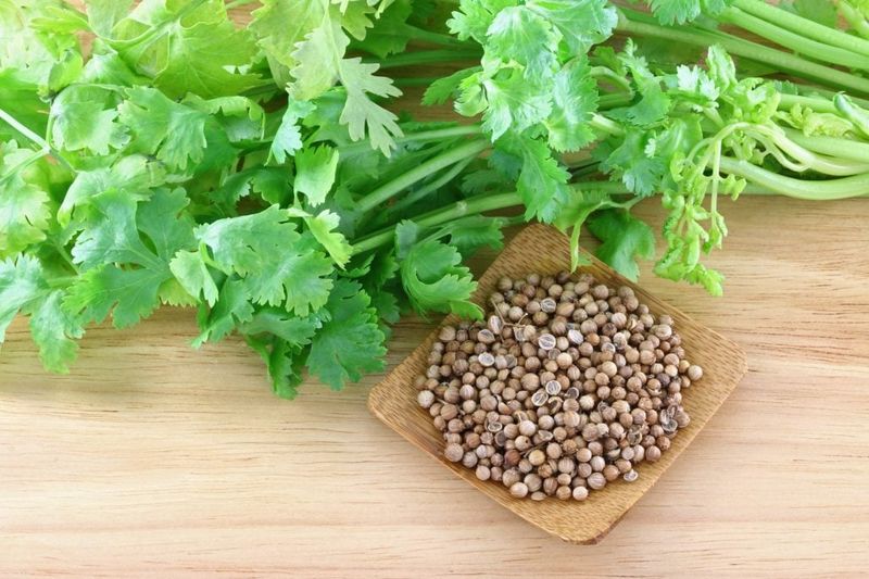 Coriander: The Manna Comparison