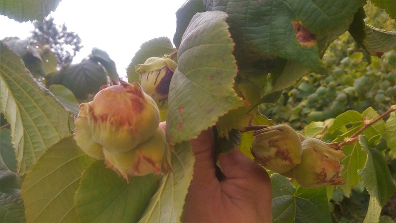 Hazelnuts