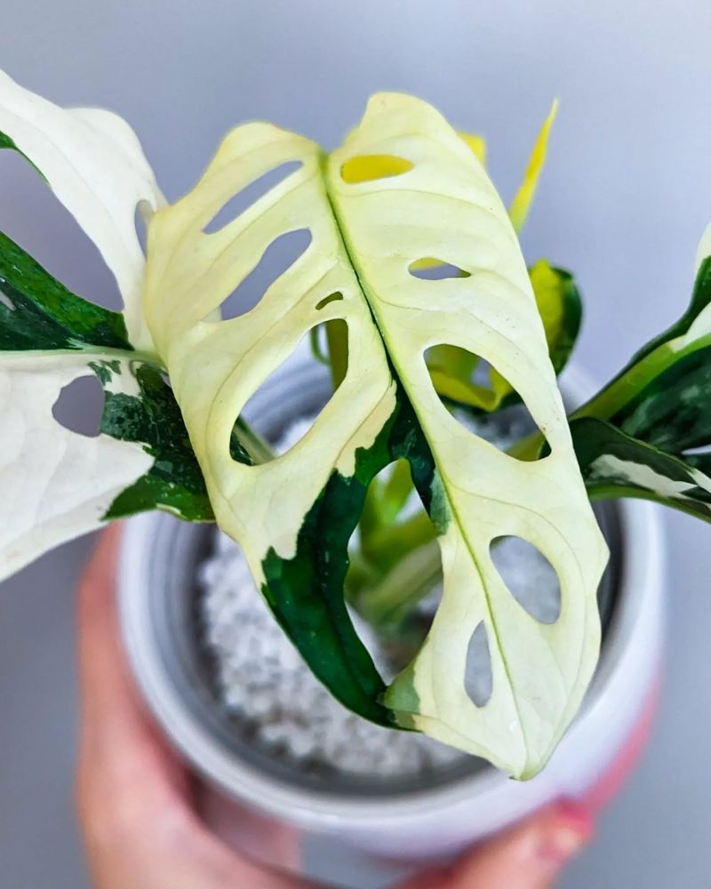 Variegated Monstera Adansonii
