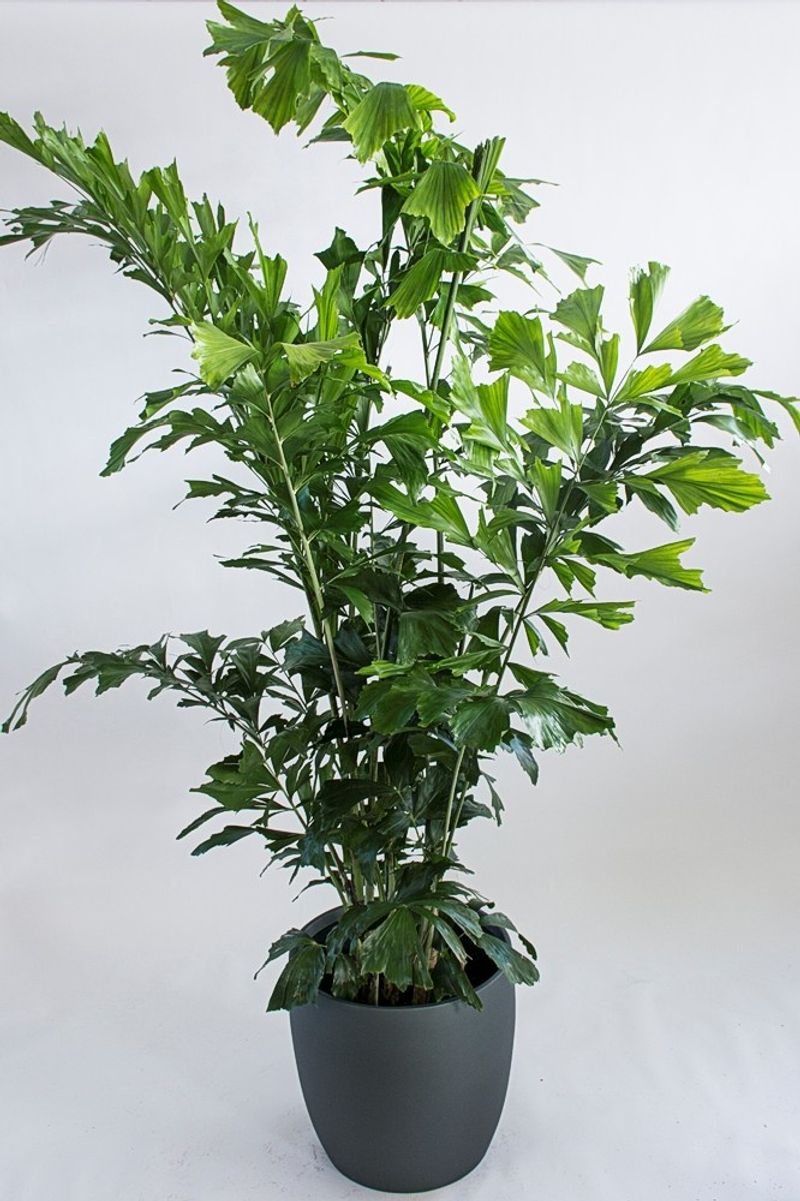 Caryota (Fishtail Palm)