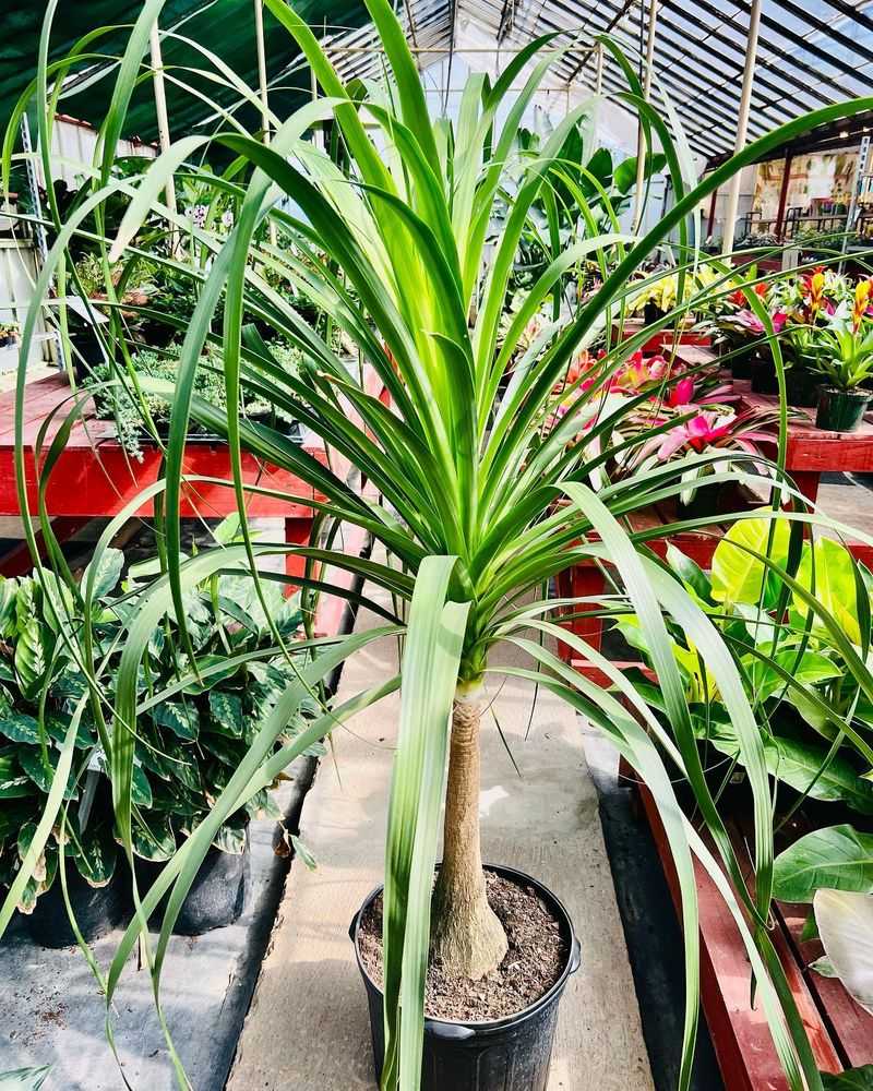 Ponytail Palm