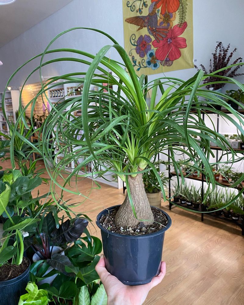 Ponytail Palm