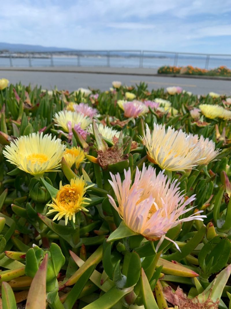 Ice Plant - The Colorful Flame Stopper
