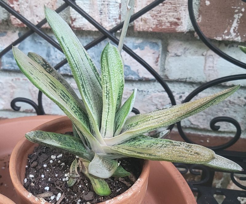 Gasteria 'Little Warty'