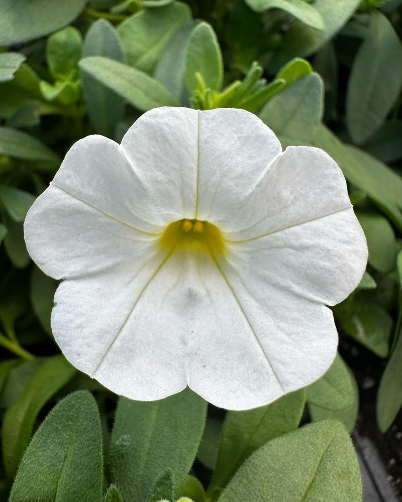 Callie White