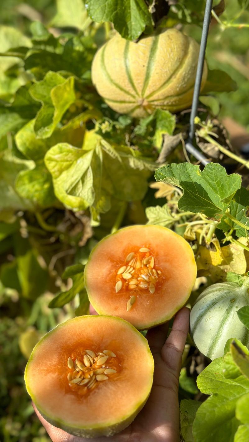 Cantaloupe