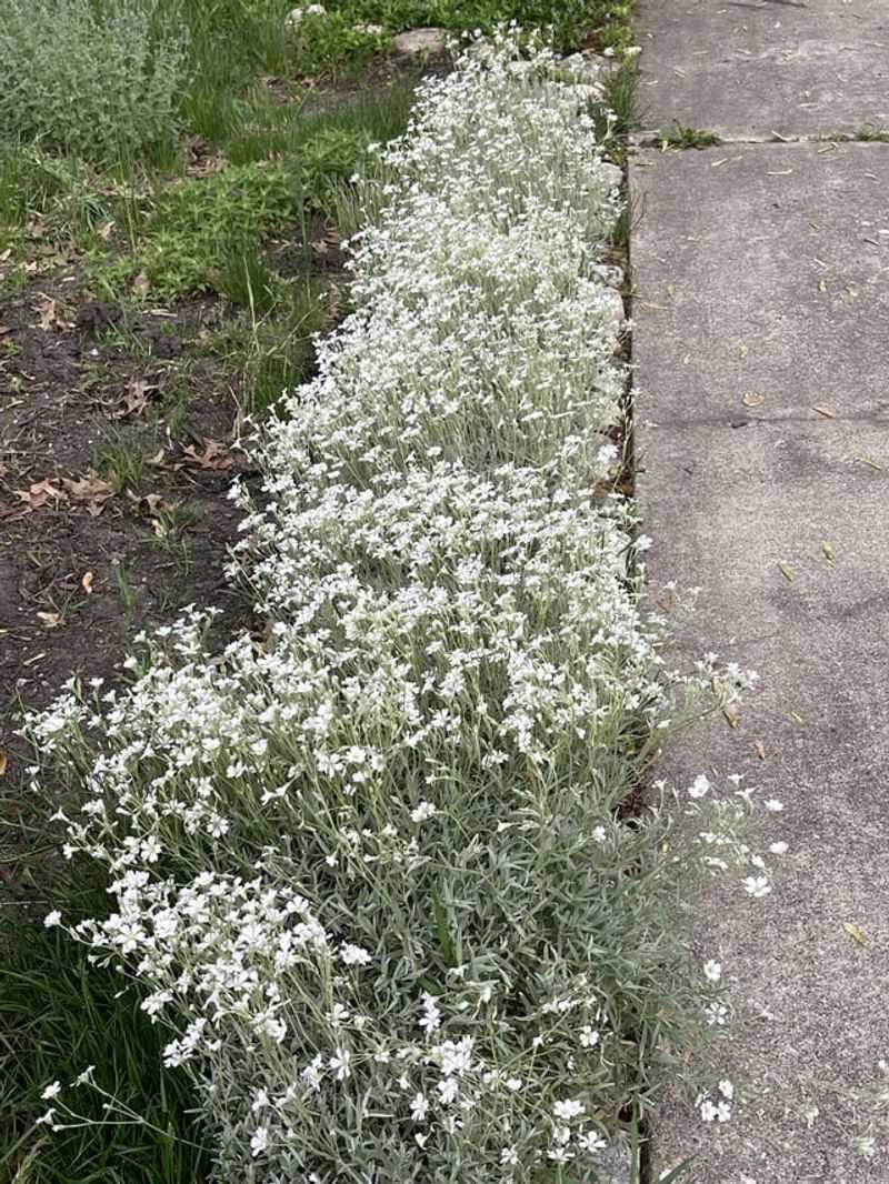 Snow-In-Summer