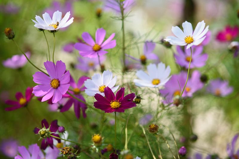 Cosmos: Tall Guardians With Pest-Fighting Power